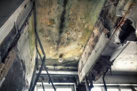 Best Black Mold Removal  in Elizabeth, PA